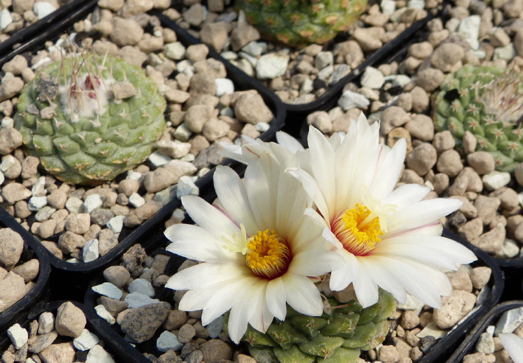 disciformis Wessner Kakteen Shop